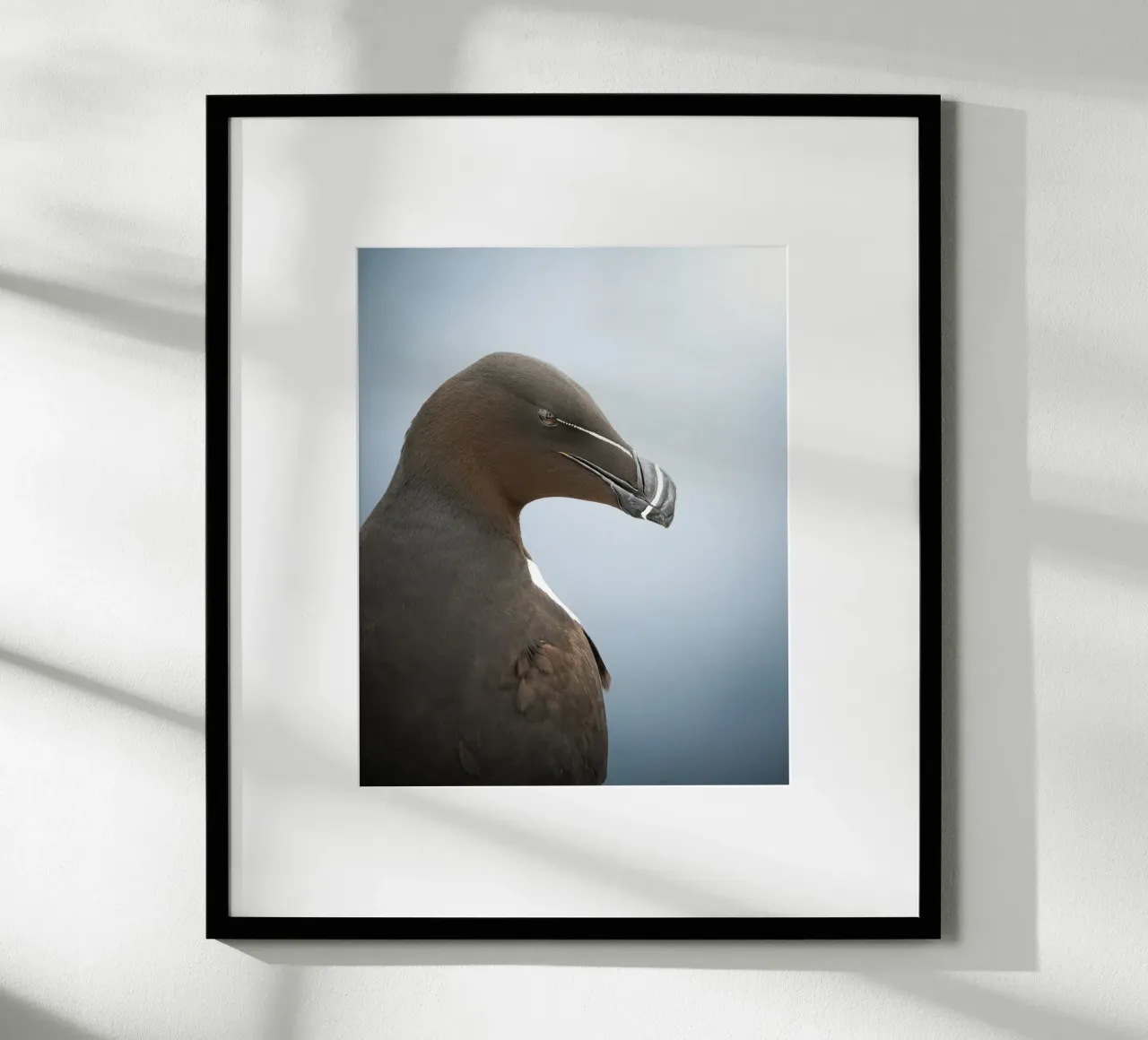 Razorbill poster da Tom's Wildlife