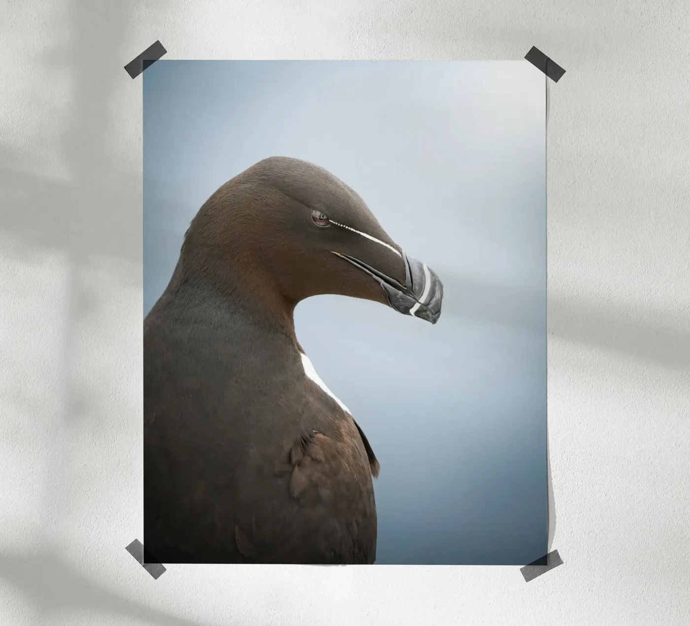 Razorbill poster de Tom's Wildlife