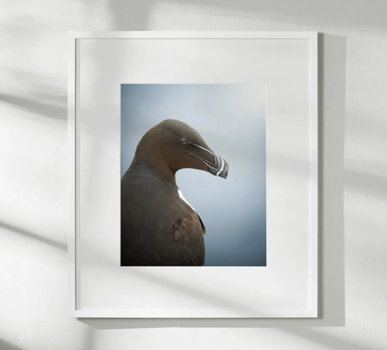 Razorbill carta hahnemühle da Tom's Wildlife