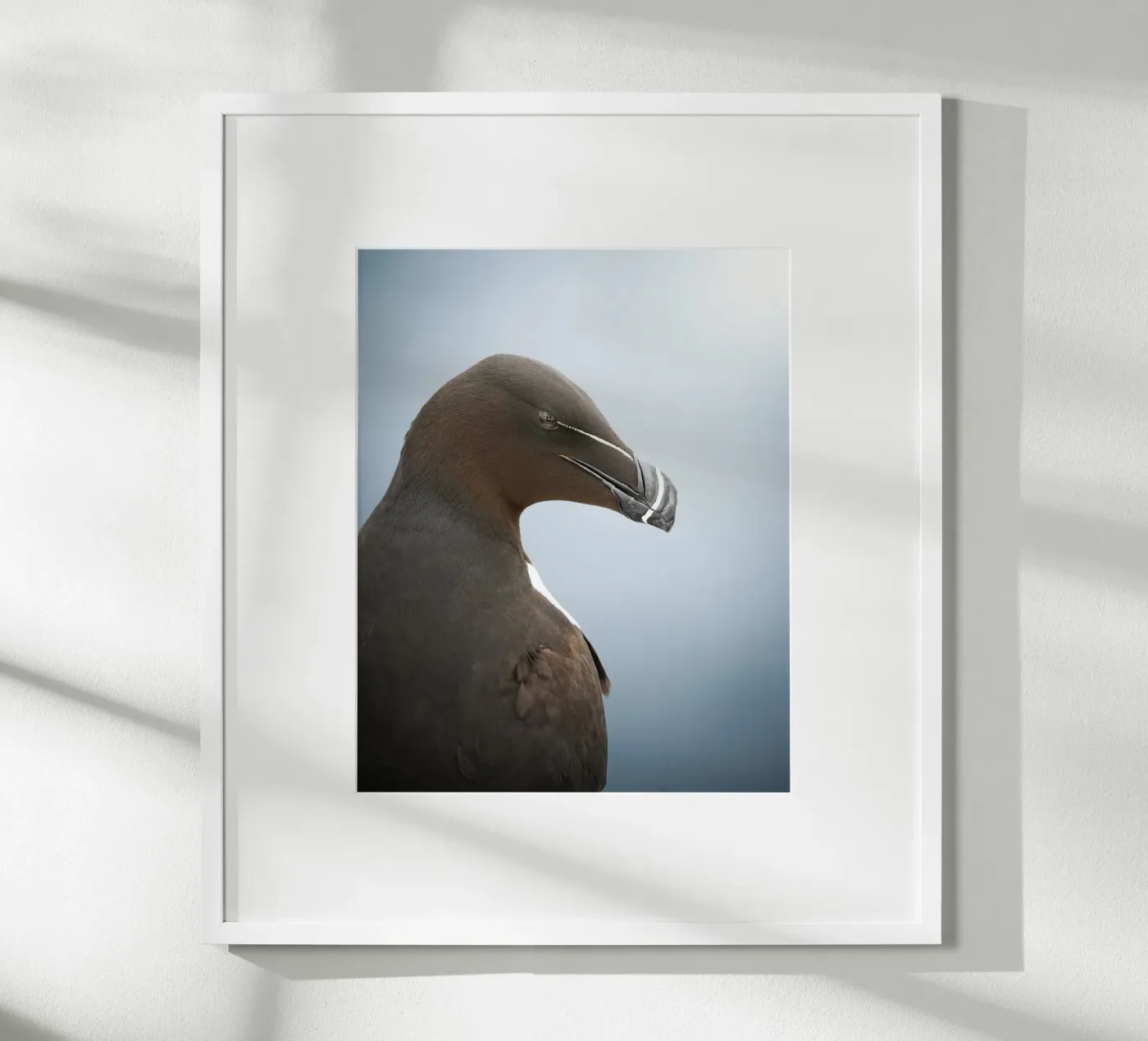 Razorbill poster de Tom's Wildlife