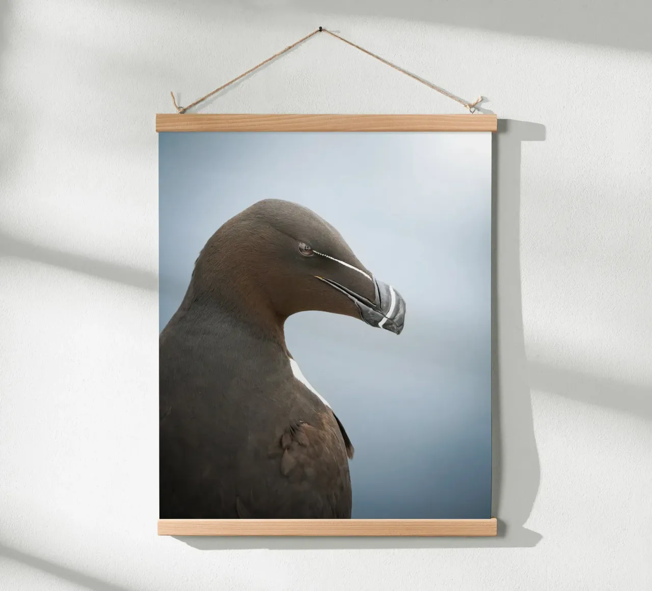 Razorbill poster da Tom's Wildlife