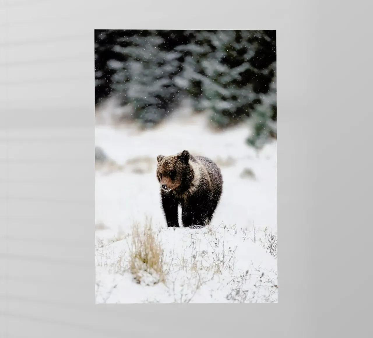 Bear Cub pellicola backlit da EyeEm Mobile GmbH