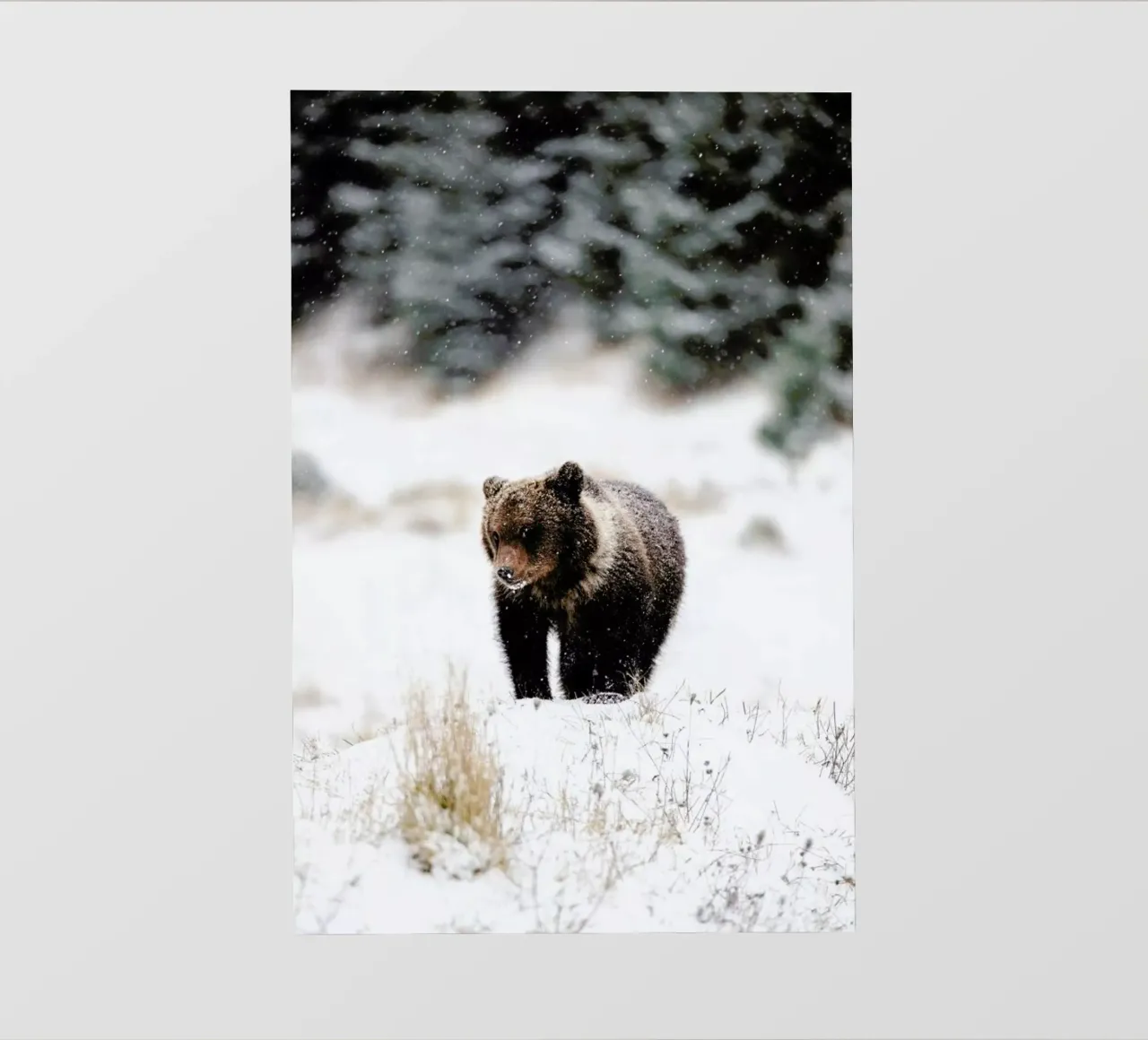 Bear Cub pellicola backlit da EyeEm Mobile GmbH