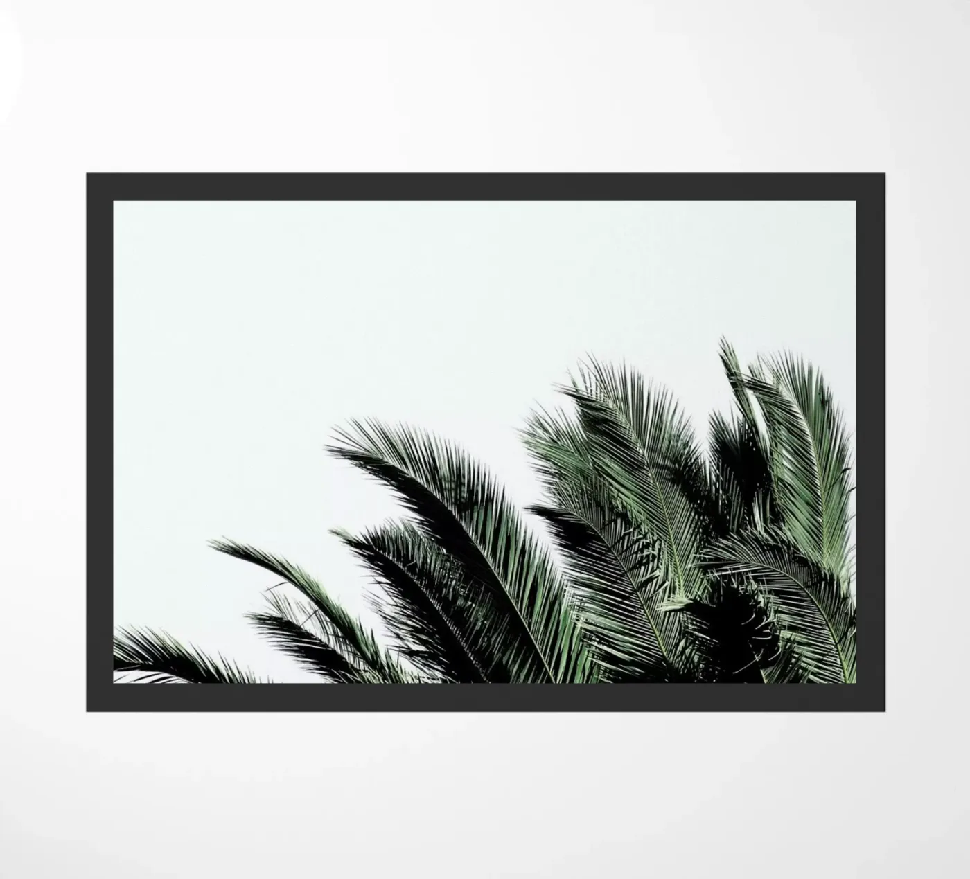 Cape Storm zerbino da Ballack Art House