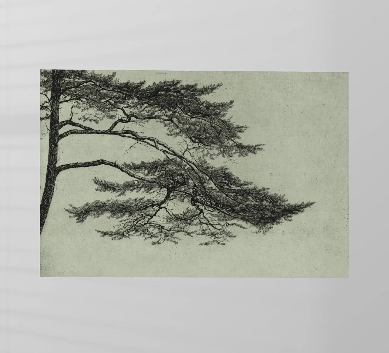 Sage Green Pine Tree Branch pellicola backlit da apoloprints