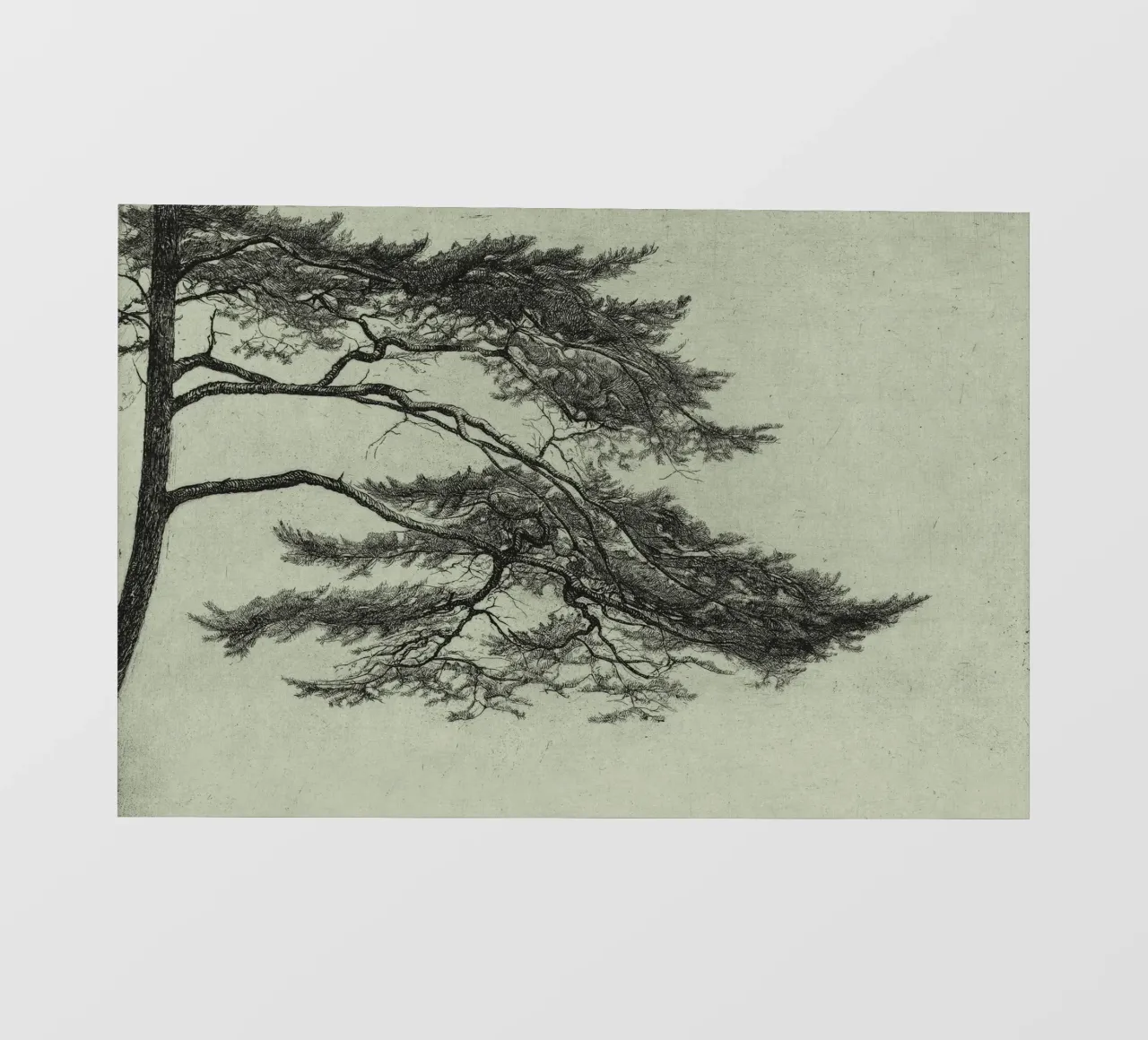 Sage Green Pine Tree Branch telo in pvc da apoloprints
