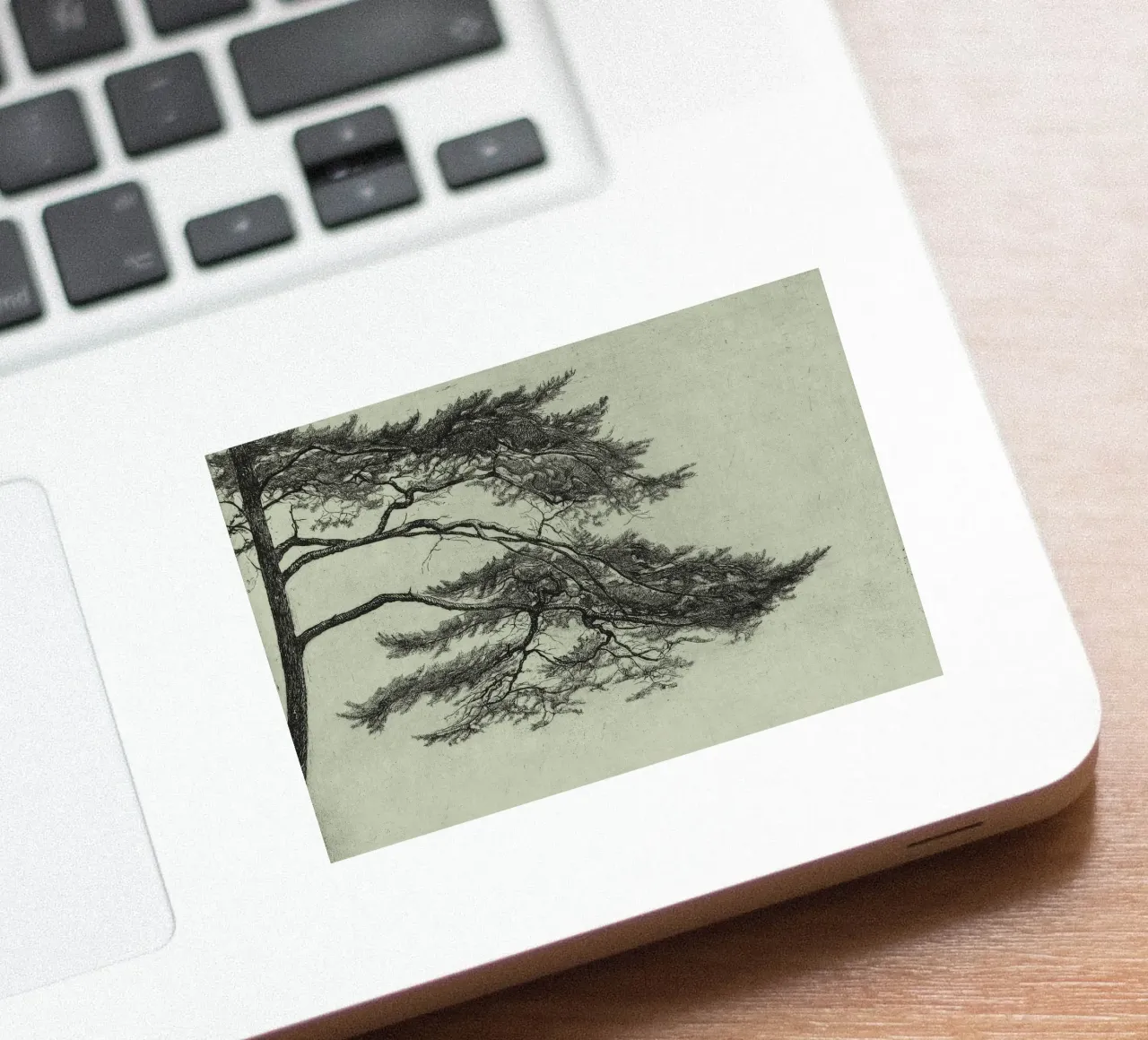 Sage Green Pine Tree Branch adesivo da apoloprints