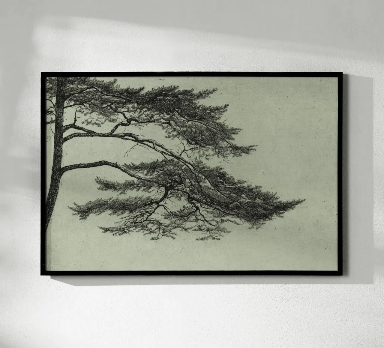 Sage Green Pine Tree Branch carta hahnemühle da apoloprints