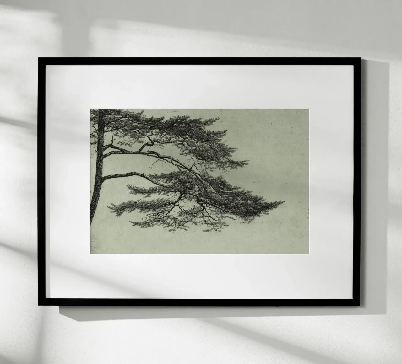 Sage Green Pine Tree Branch carta hahnemühle da apoloprints