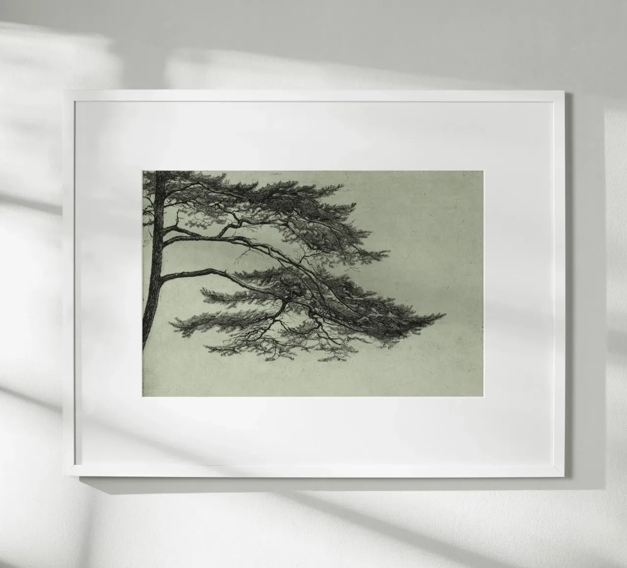 Sage Green Pine Tree Branch carta hahnemühle da apoloprints