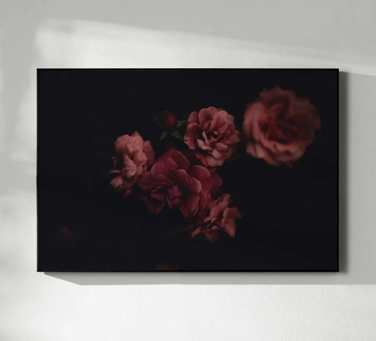 Roses #1 plexiglass da smallstage.photography