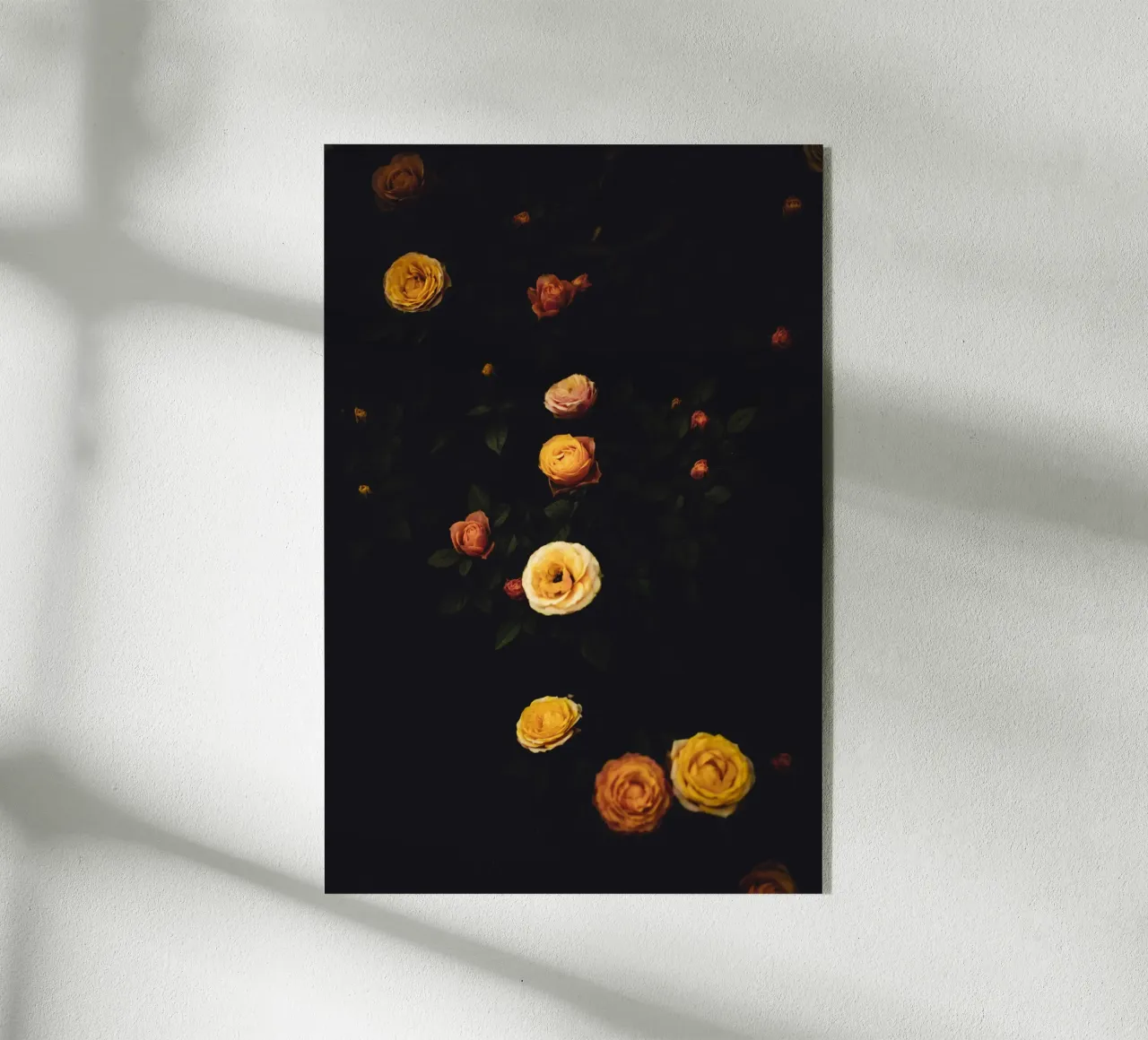 Roses #2 plexiglass da smallstage.photography