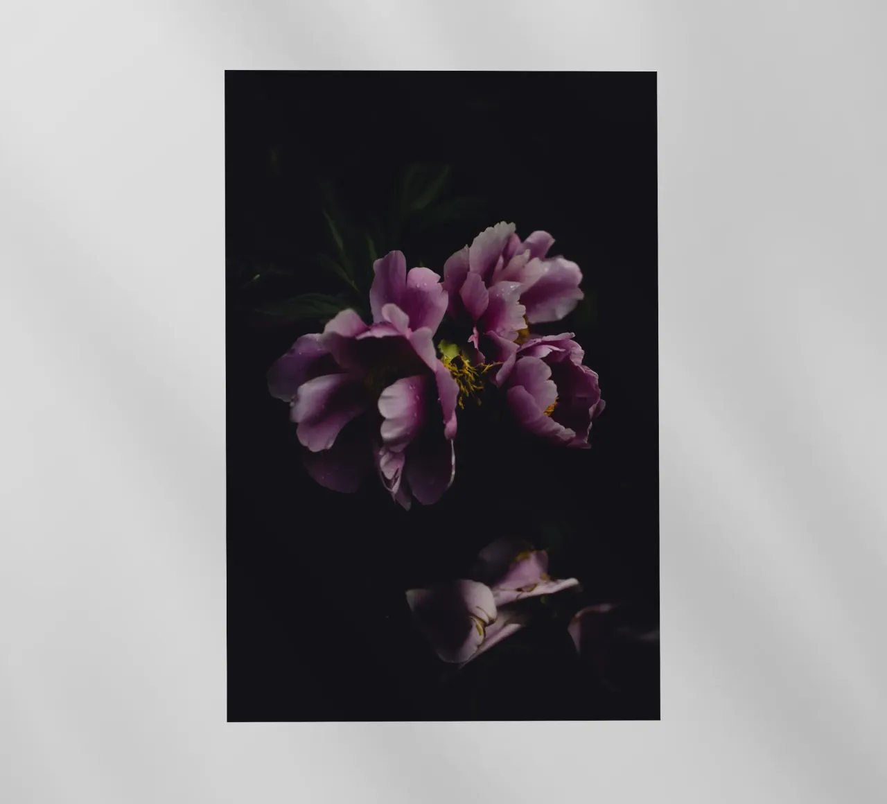 Peonia #1 pellicola backlit da Jule Shnc