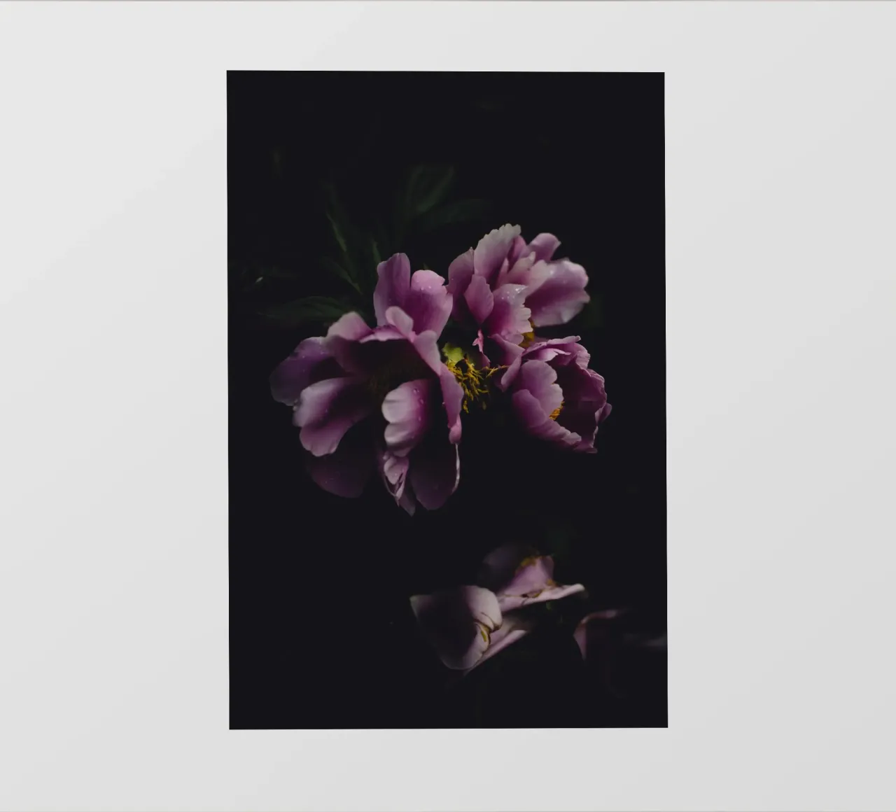Peonia #1 pellicola backlit da Jule Shnc