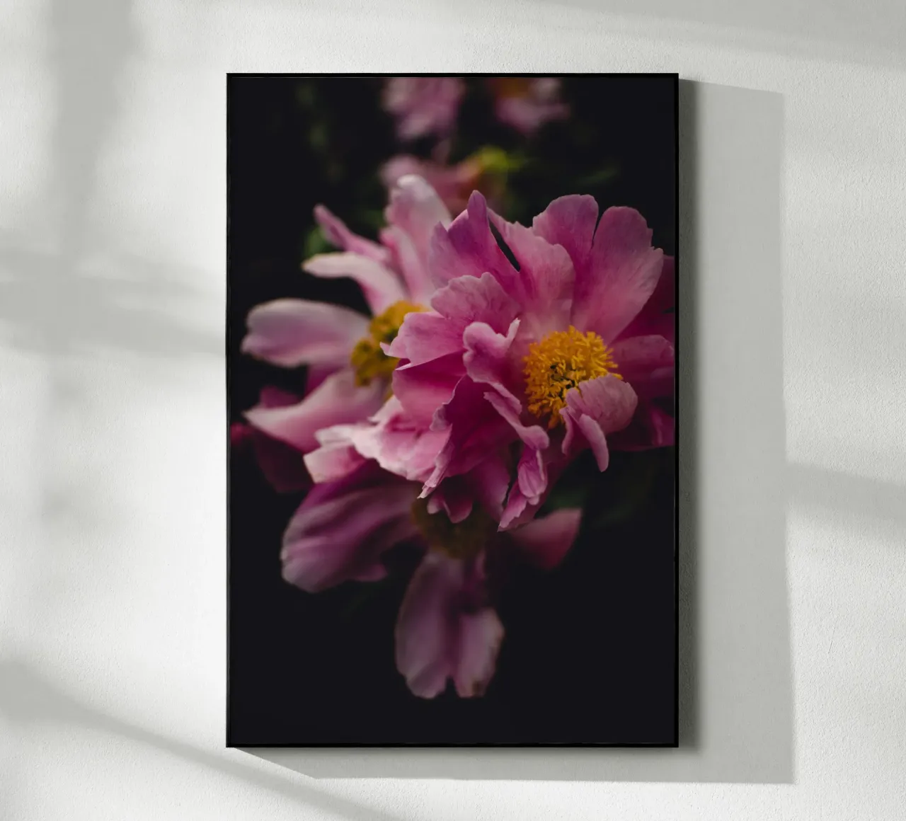 Peonia #2 plexiglass da smallstage.photography