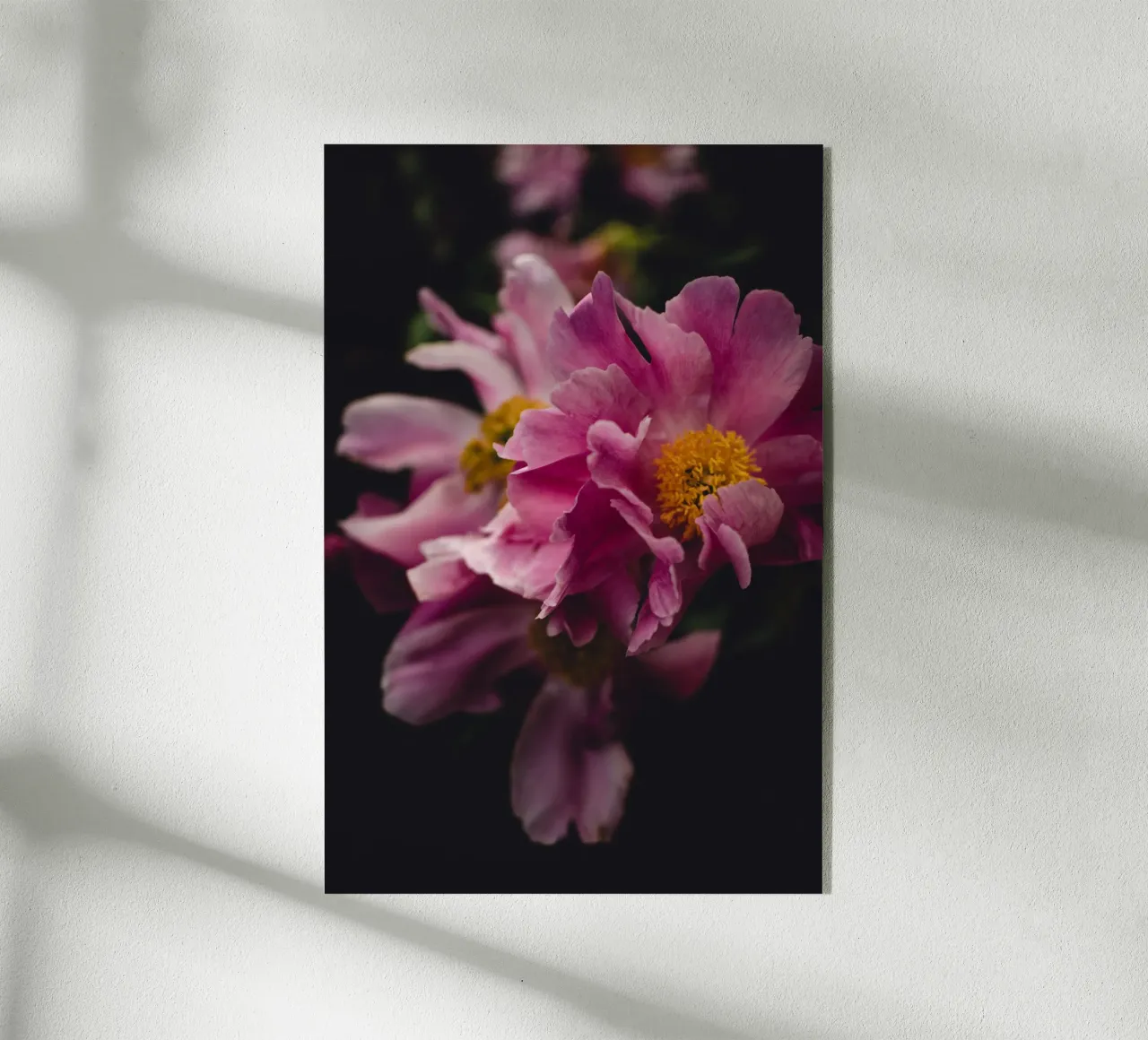 Peonia #2 plexiglass da smallstage.photography