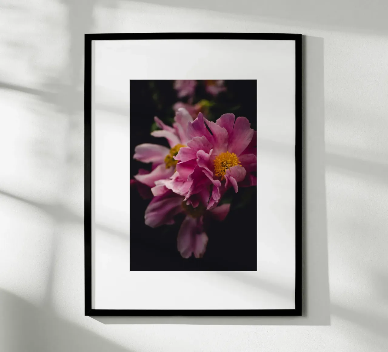 Peonia #2 carta hahnemühle da Jule Shnc