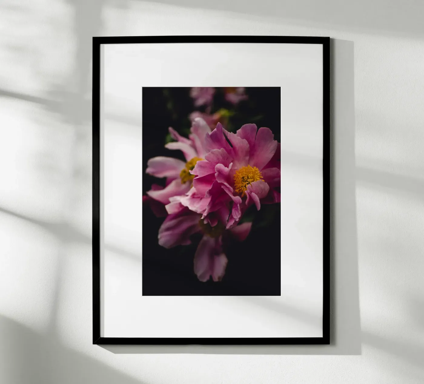 Peonia #2 poster da smallstage.photography