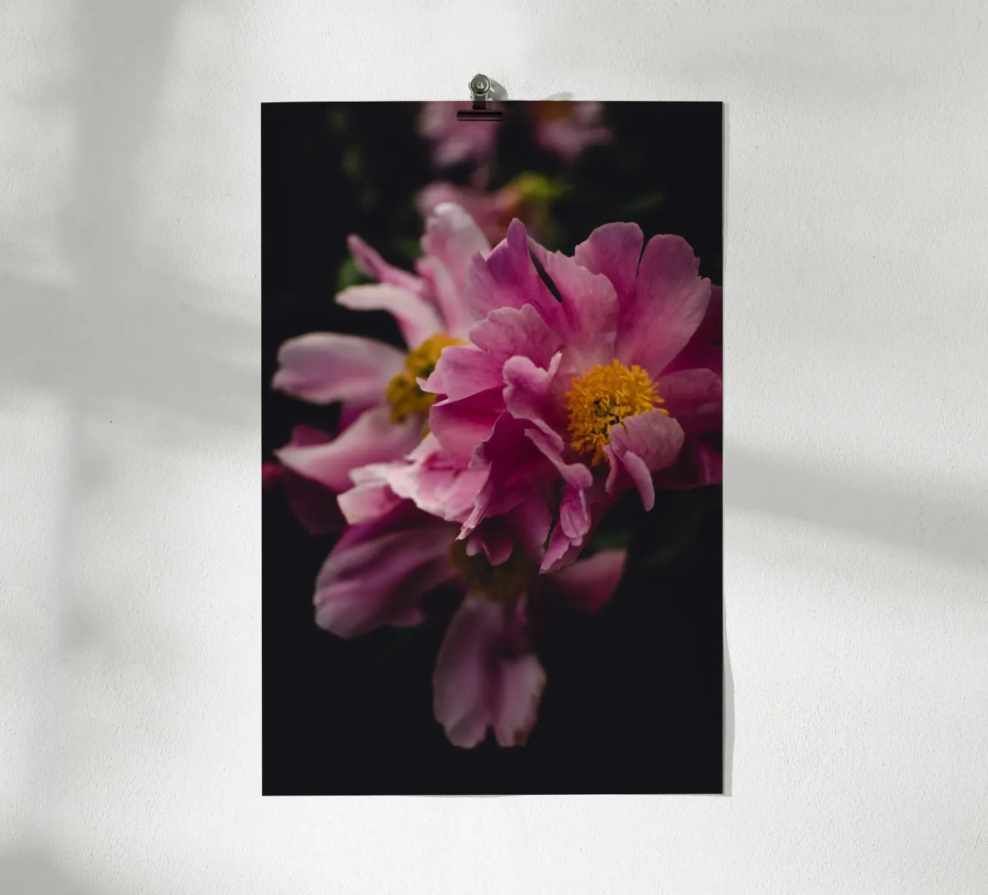 Peonia #2 poster da smallstage.photography