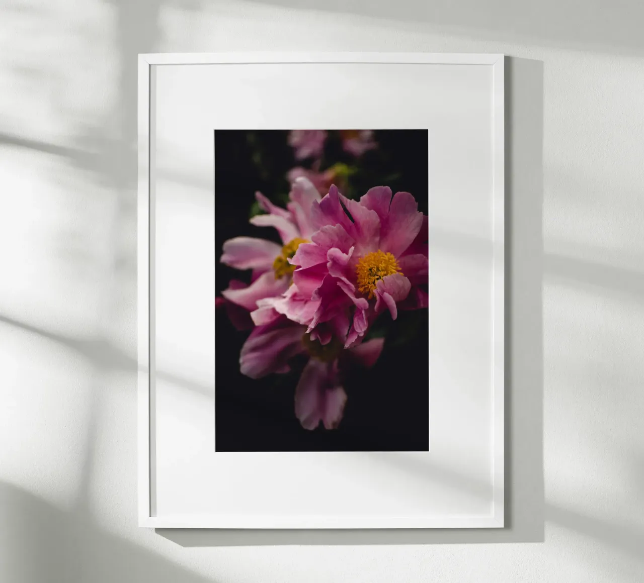 Peonia #2 carta hahnemühle da Jule Shnc