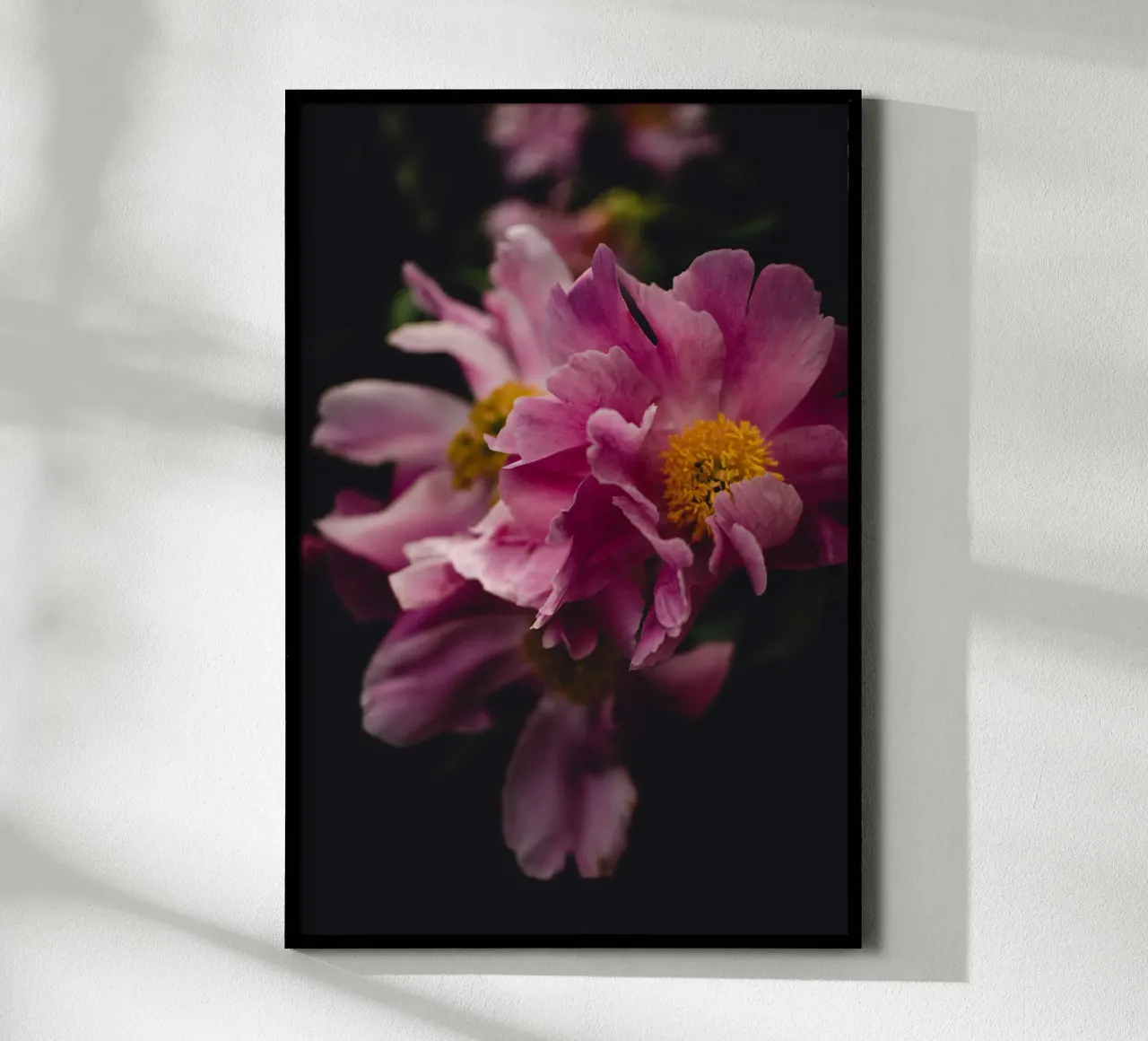 Peonia #2 carta hahnemühle da Jule Shnc