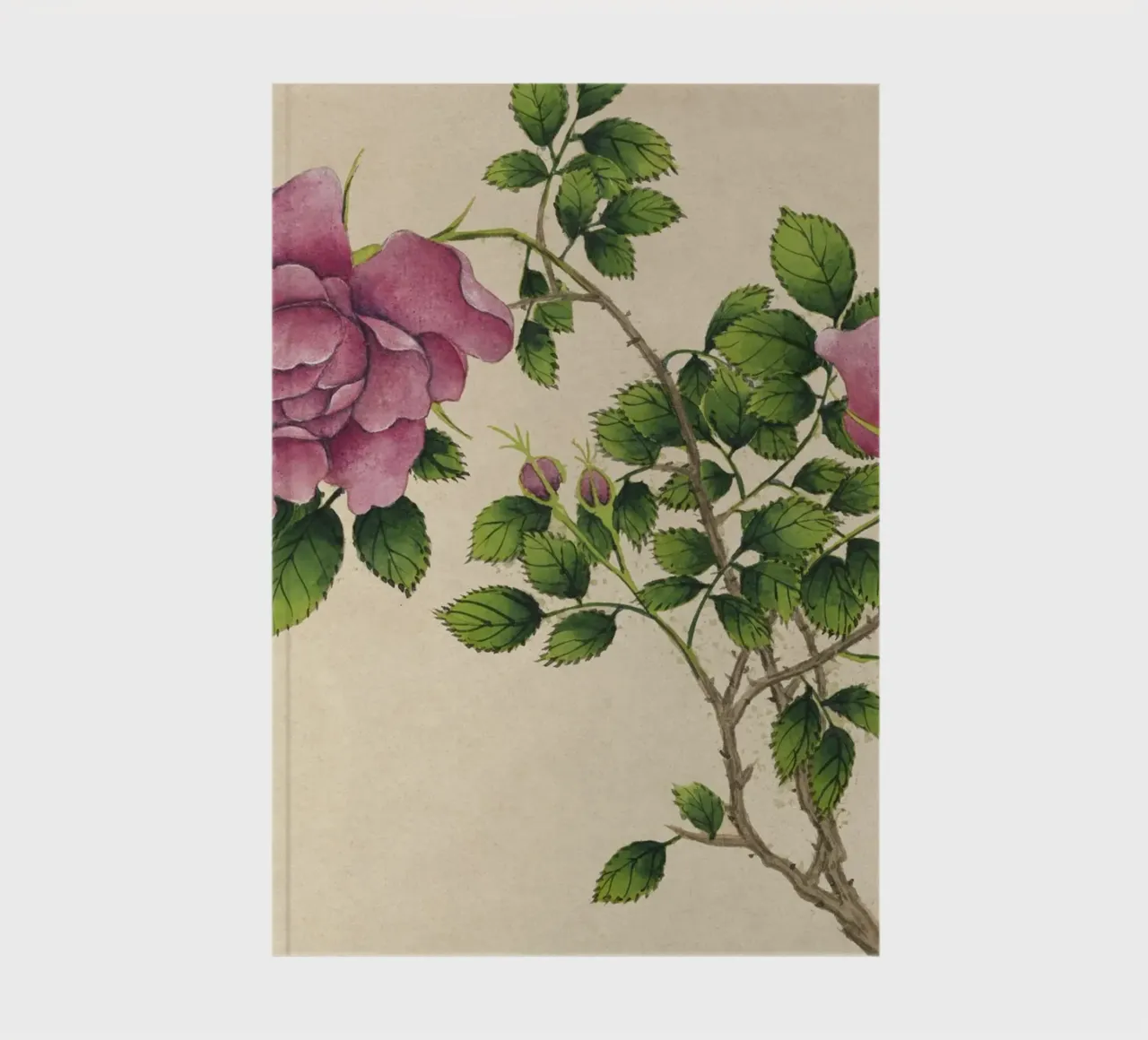 Zhang Ruoai - 18th Century Chinese Rose Botanical Art notebook by ClubArt