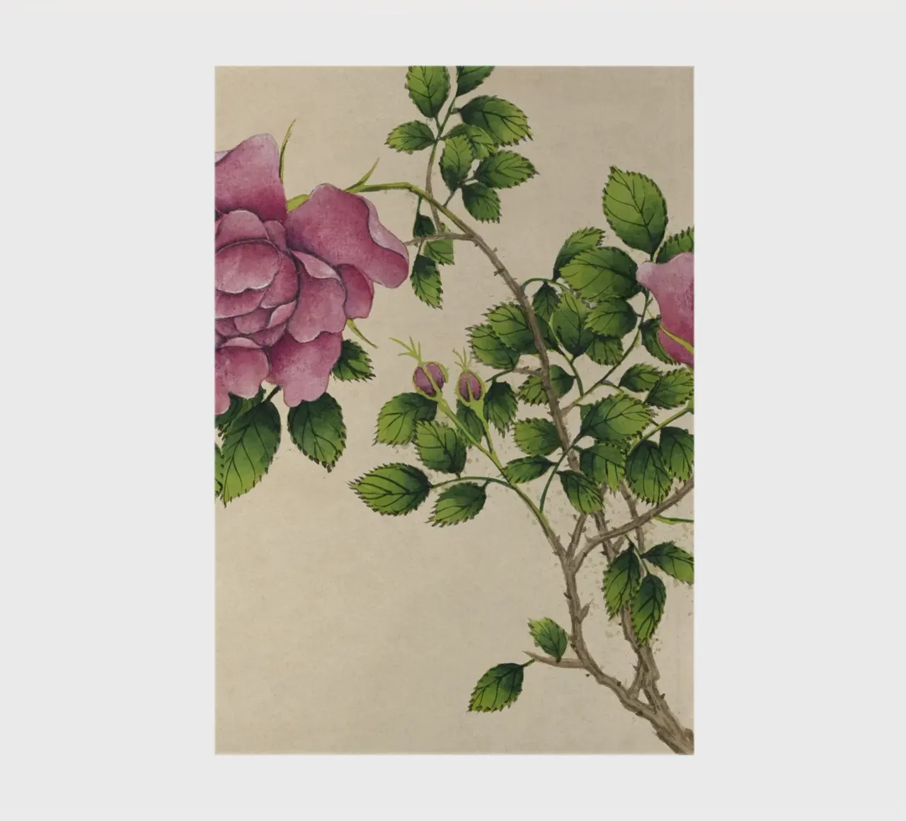 Zhang Ruoai - 18th Century Chinese Rose Botanical Art notebook by ClubArt