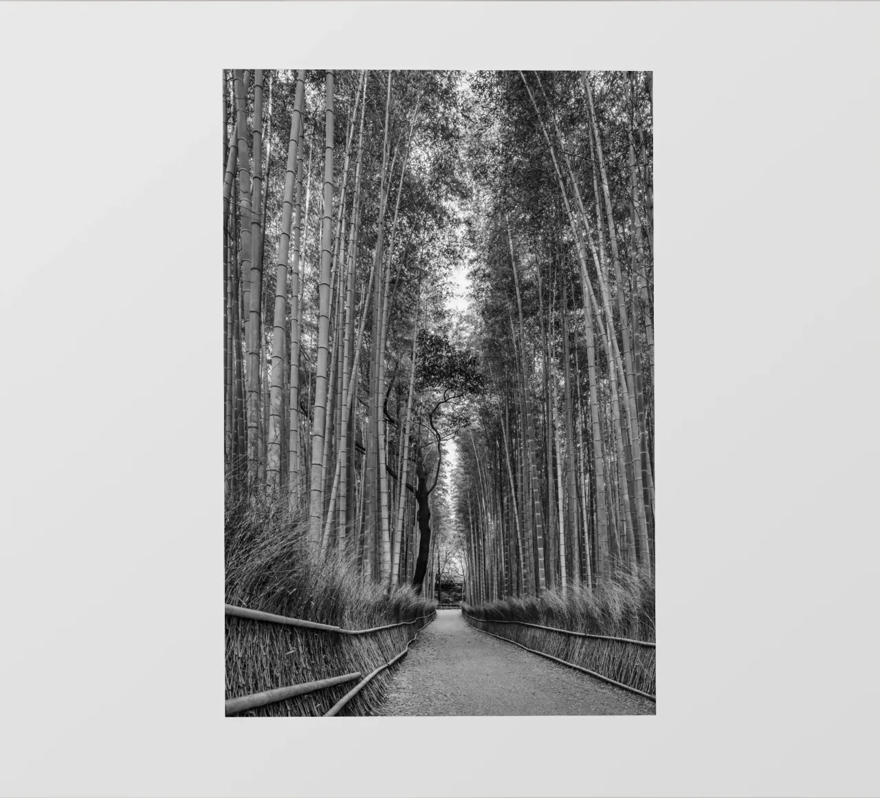 L'imponente foresta di bambù di Arashiyama in monocromia pellicola backlit da Melanie Viola