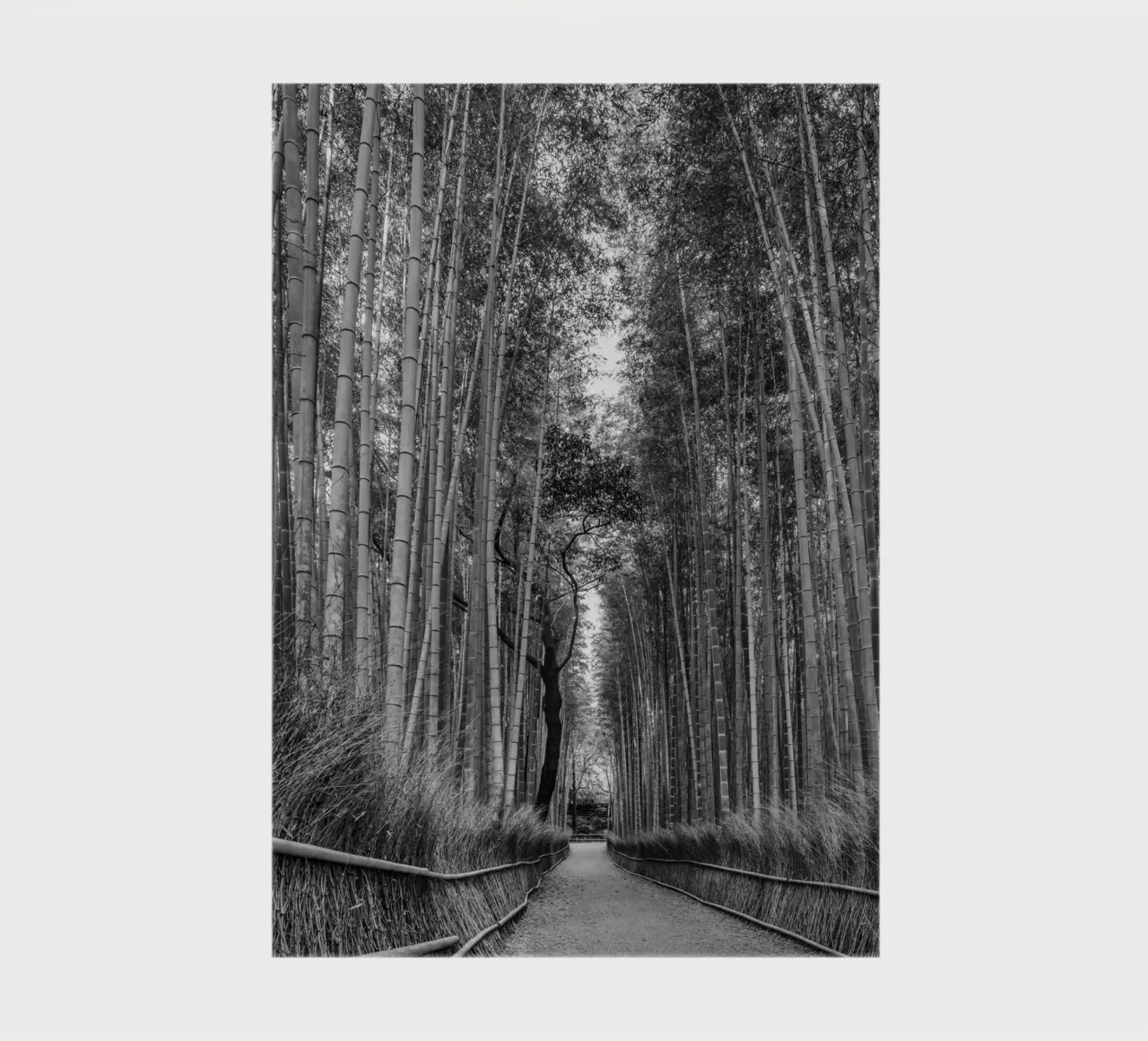 L'imponente foresta di bambù di Arashiyama in monocromia diario da Melanie Viola
