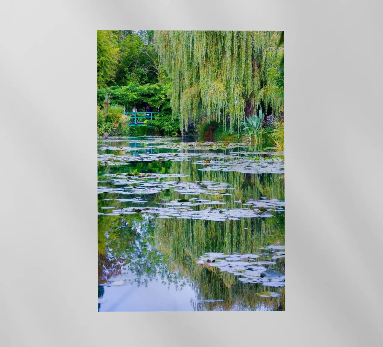 ninfee in una palude chiara claude monet pellicola backlit da belong shop
