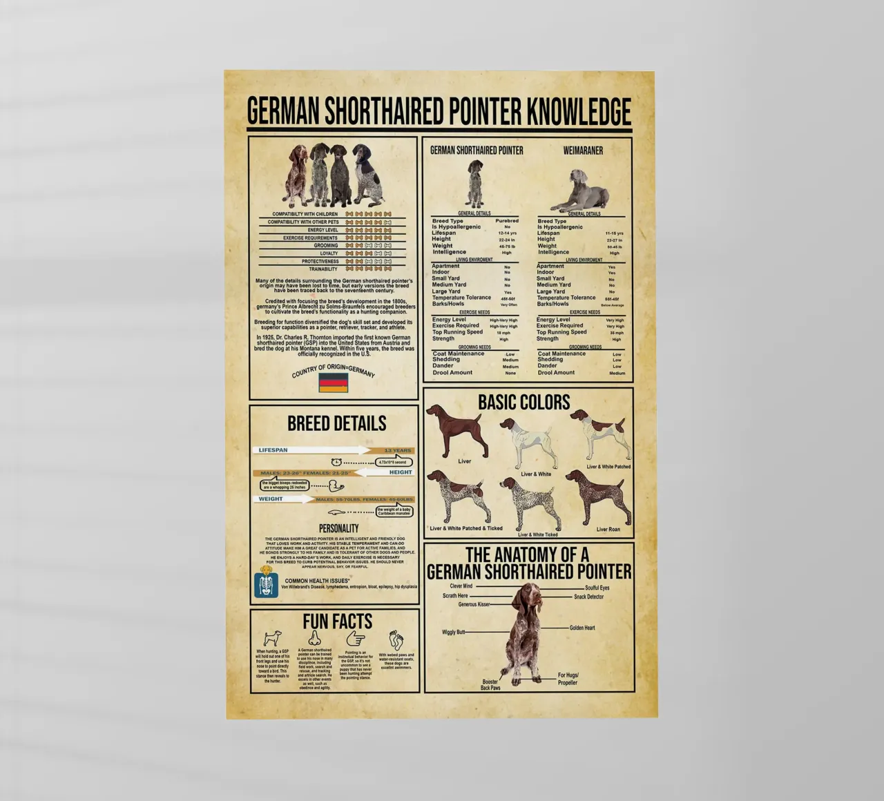 Conoscenza del Pointer Tedesco a pelo corto pellicola backlit da Maritiknowled