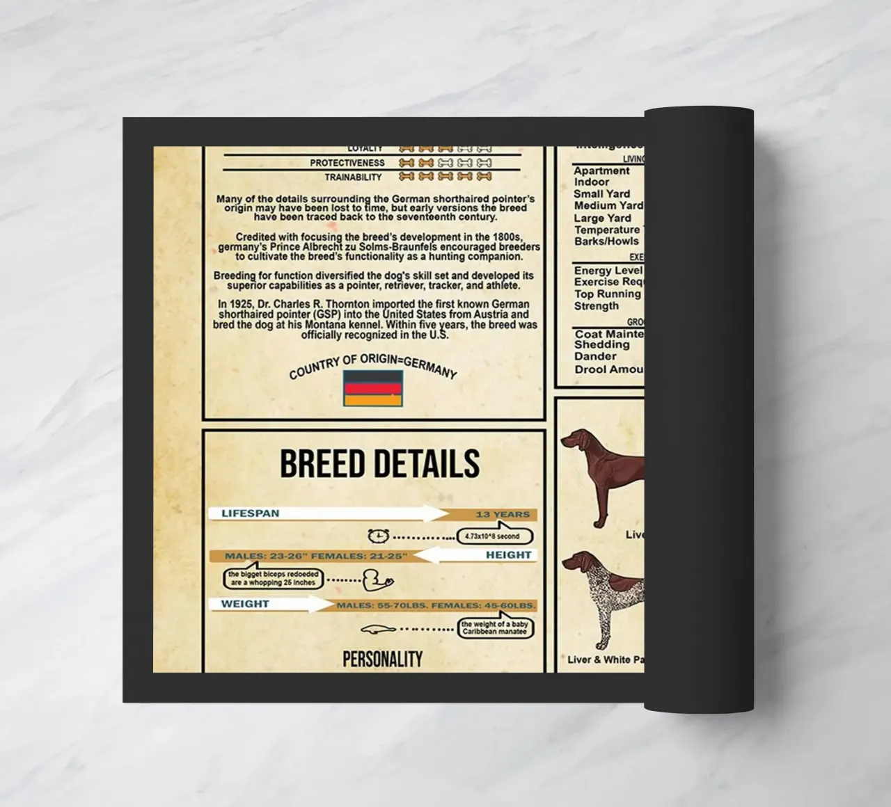 Conoscenza del Pointer Tedesco a pelo corto zerbino da Maritiknowled