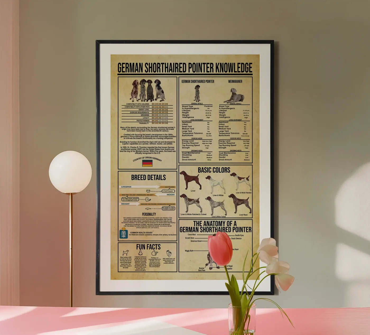 Deutsch-Kurzhaar-Zeiger Wissen Poster von Maritiknowled