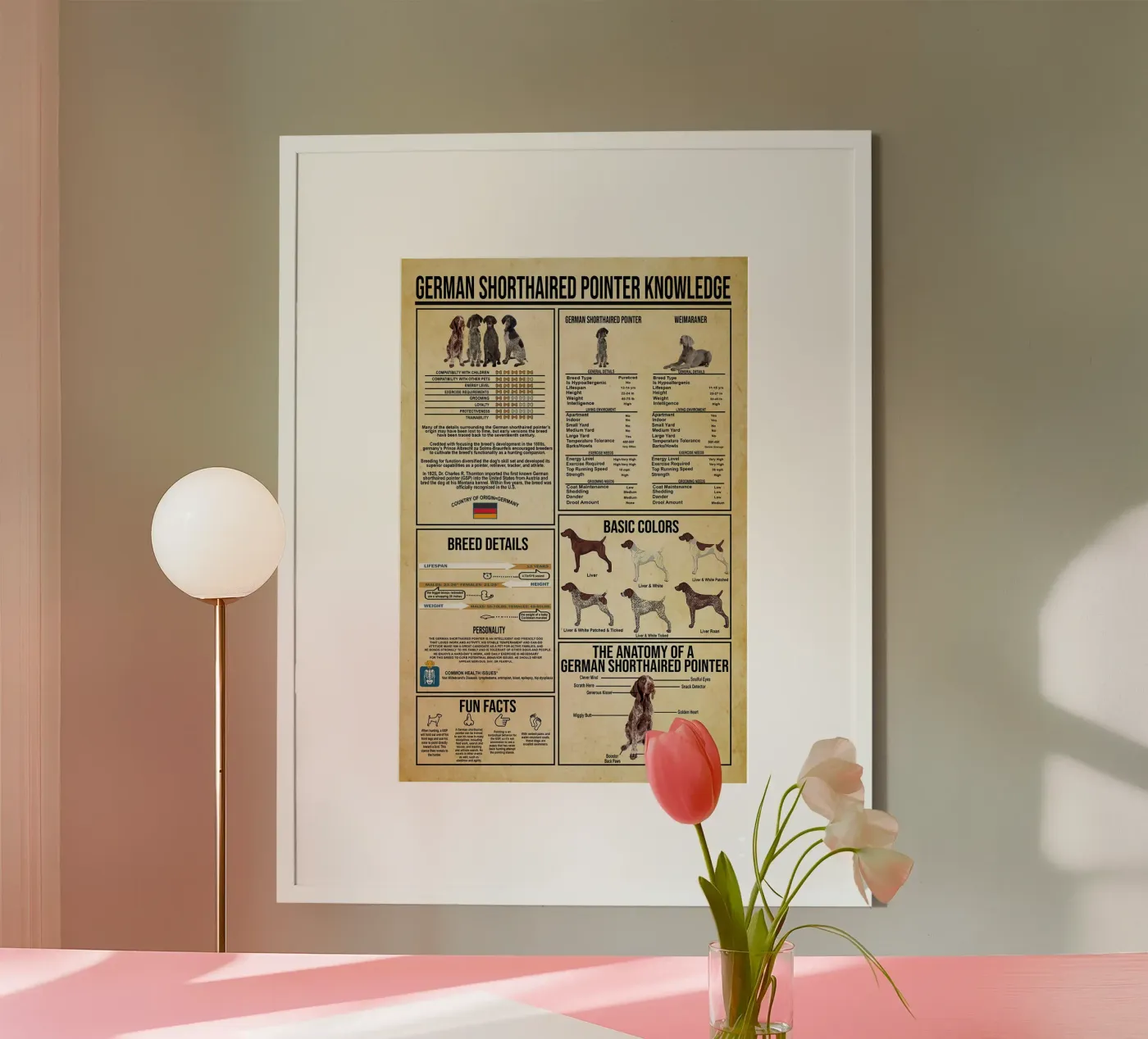 Deutsch-Kurzhaar-Zeiger Wissen Poster von Maritiknowled