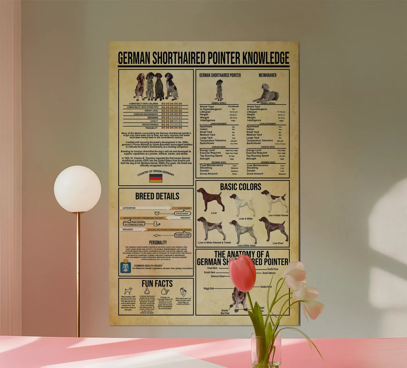 Deutsch-Kurzhaar-Zeiger Wissen Poster von Maritiknowled