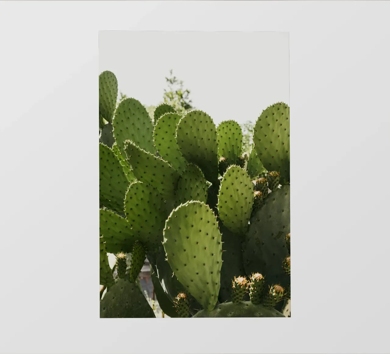Cactus in Calabria pellicola backlit da photolovers