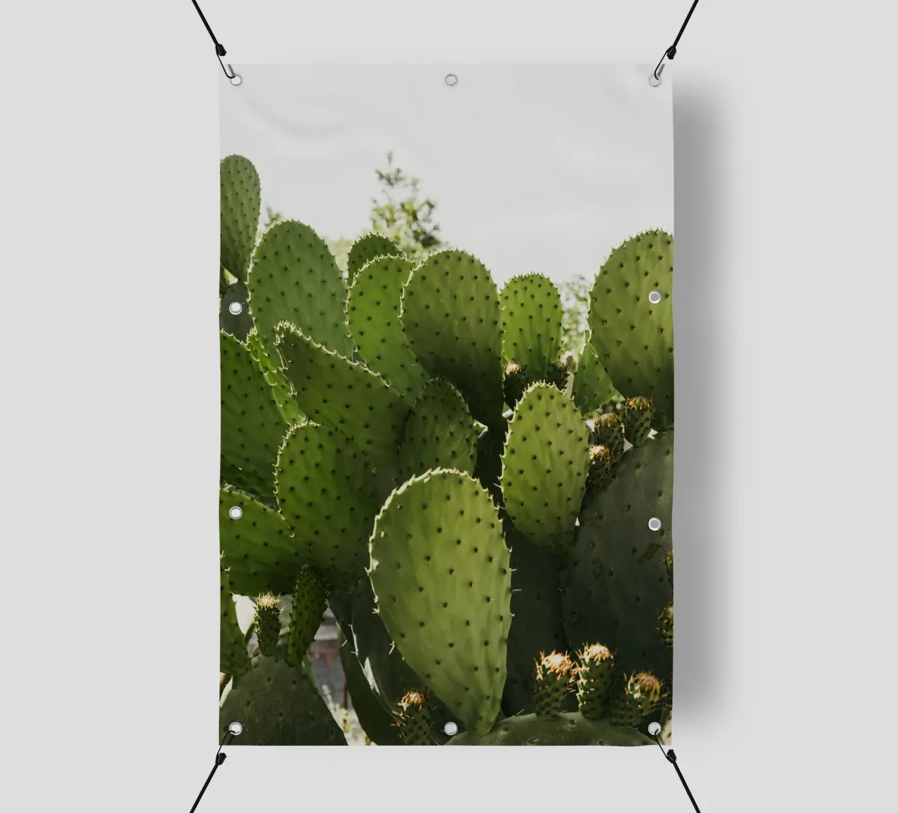 Cactus in Calabria telo in pvc da photolovers