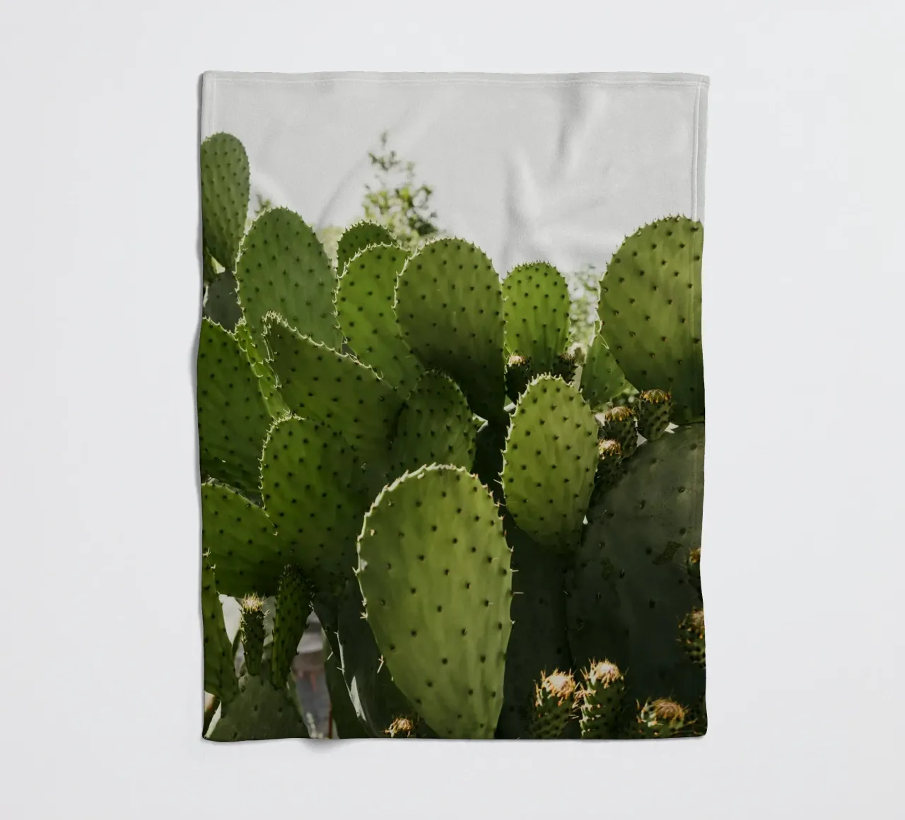 Cactus in Calabria coperta in pile da photolovers