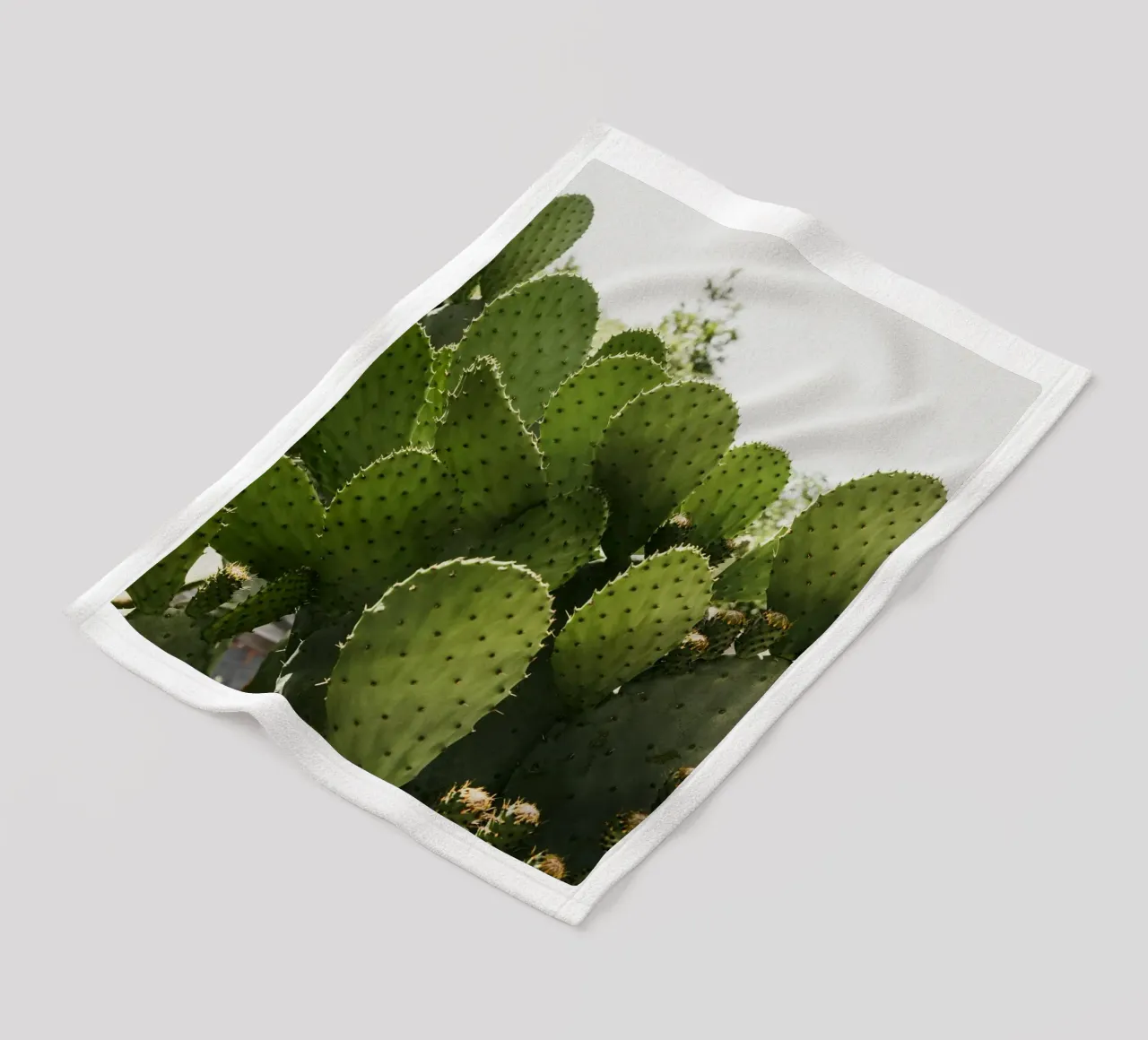 Cactus in Calabria coperta in pile da photolovers