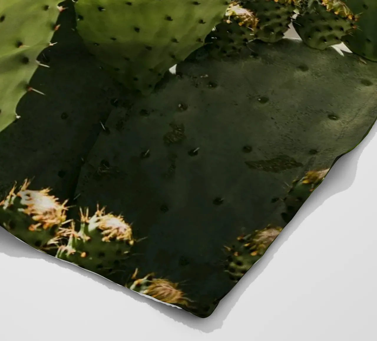 Cactus in Calabria coperta in pile da photolovers