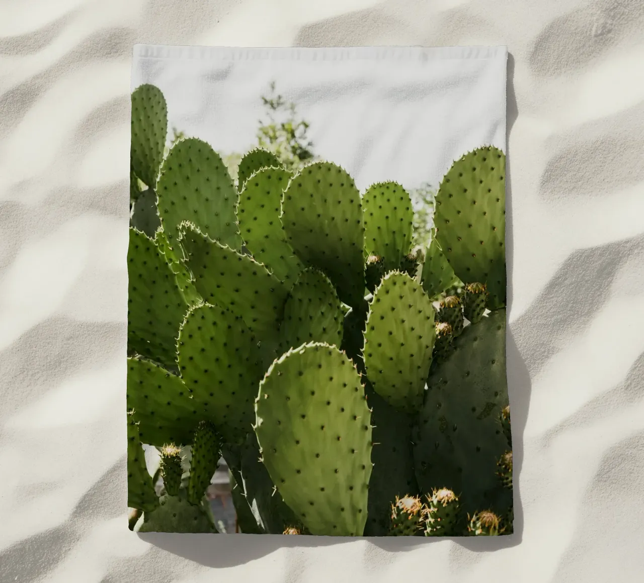 Cactus in Calabria telo mare da photolovers