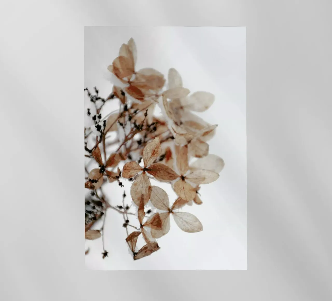 Snowy Hydrangea Flowers 1 of 2  - Hortensie pellicola backlit da Studio Nahili