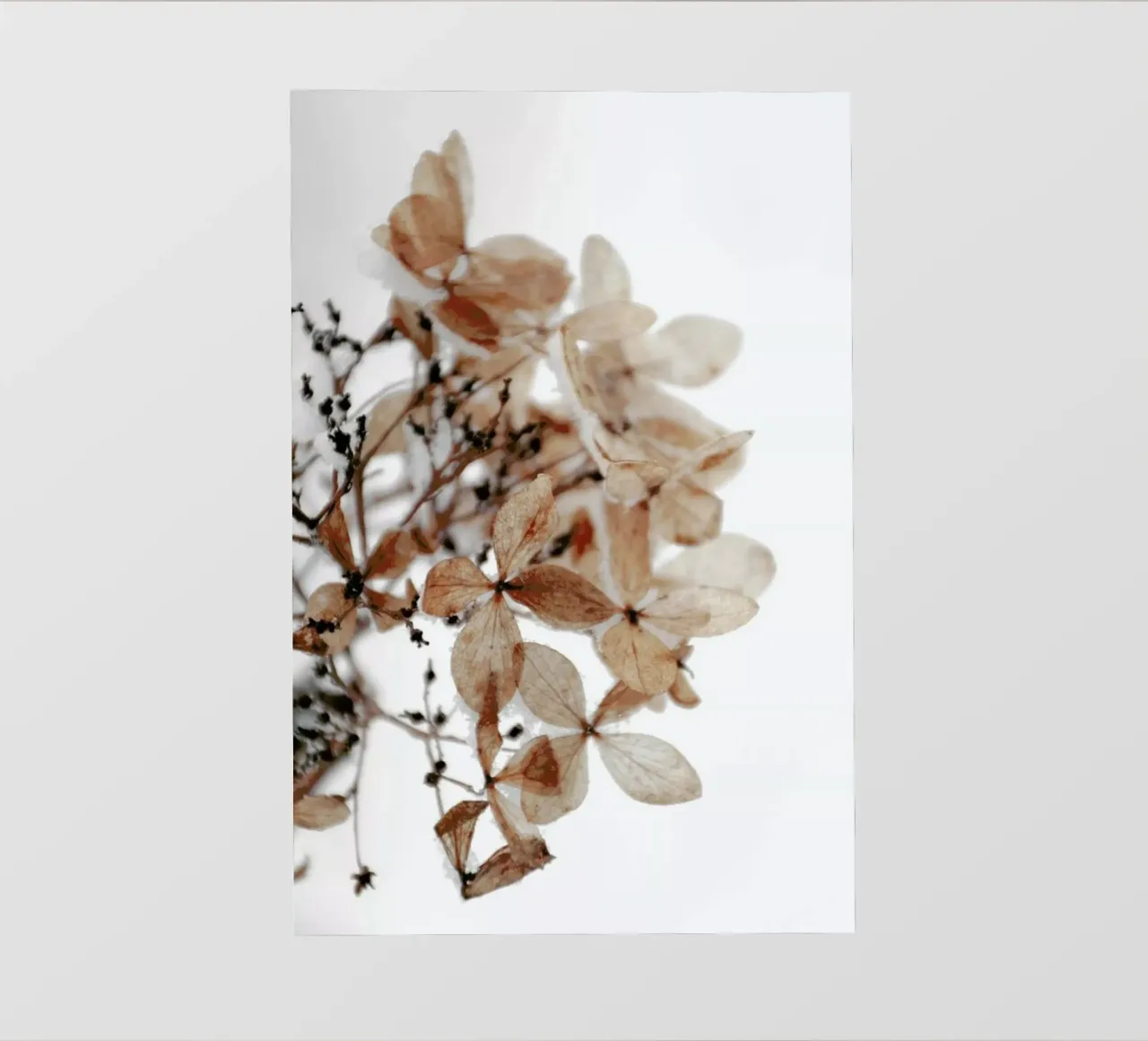 Snowy Hydrangea Flowers 1 of 2  - Hortensie telo in pvc da Studio Nahili