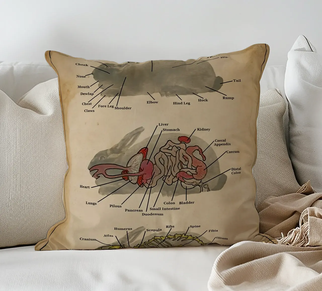 Il poster di Anatomia del coniglio cuscino da Maritiknowled