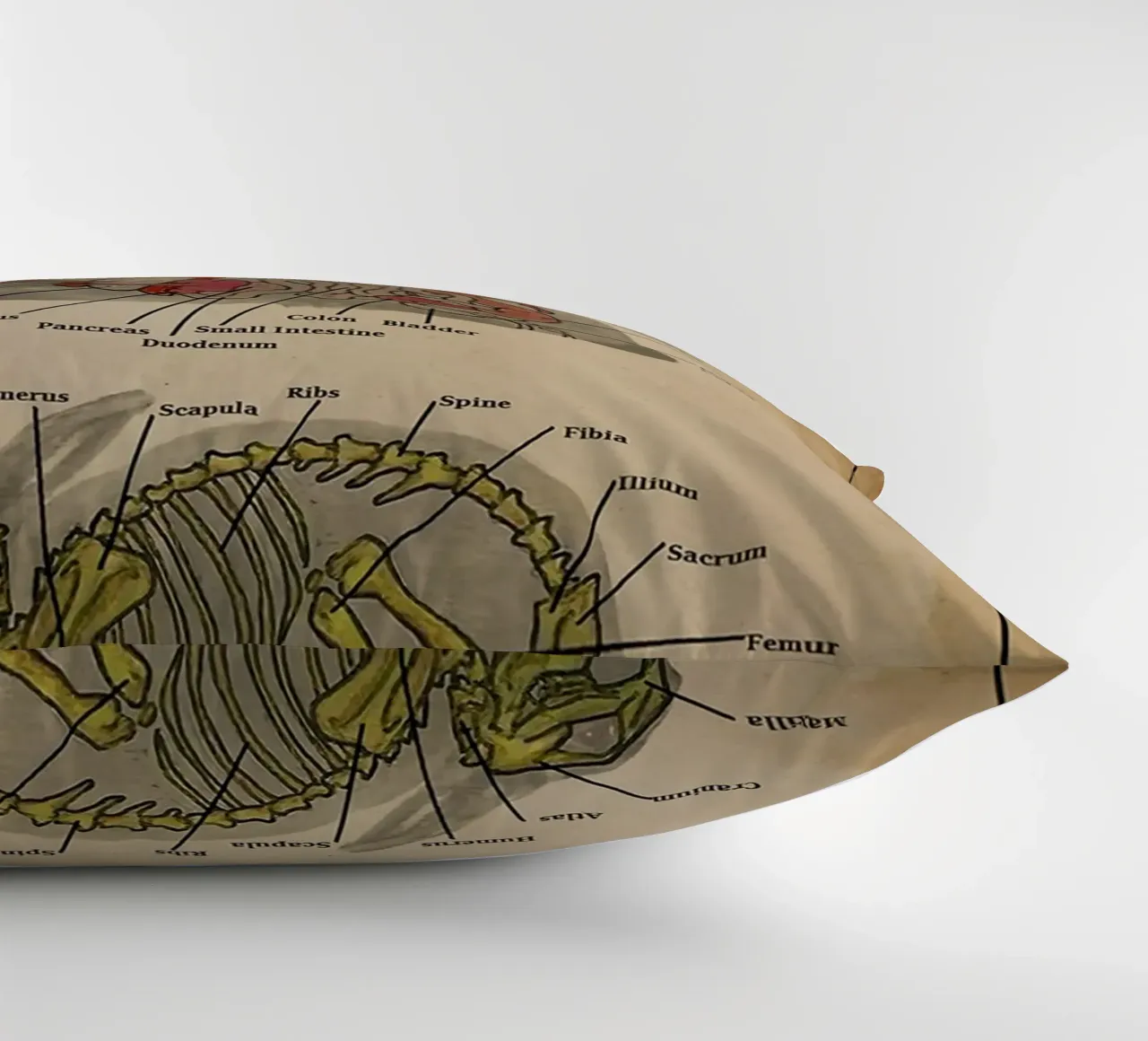 Il poster di Anatomia del coniglio cuscino da Maritiknowled