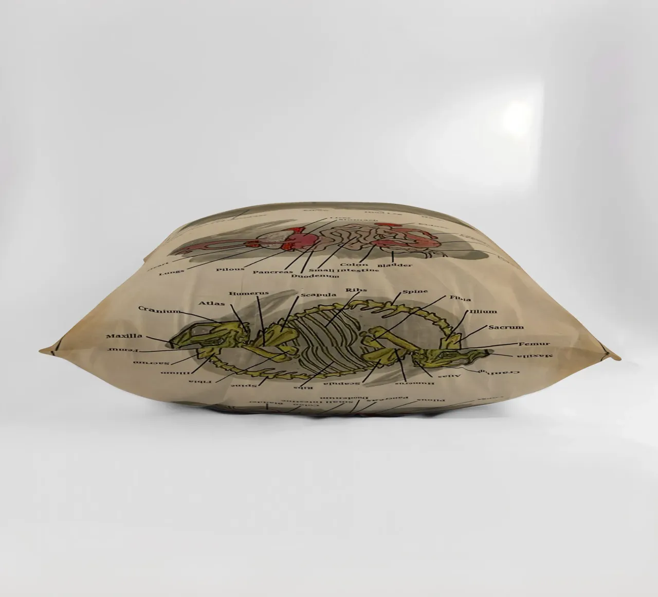 Il poster di Anatomia del coniglio cuscino da Maritiknowled