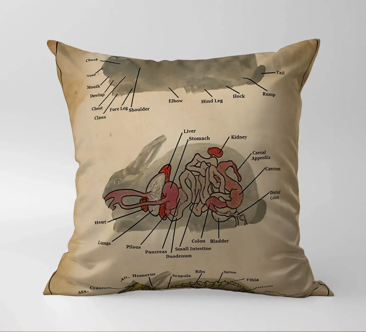 Il poster di Anatomia del coniglio cuscino da Maritiknowled