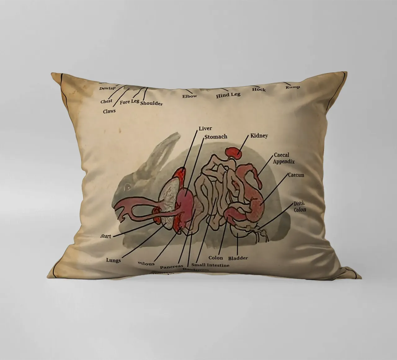 Il poster di Anatomia del coniglio cuscino da Maritiknowled
