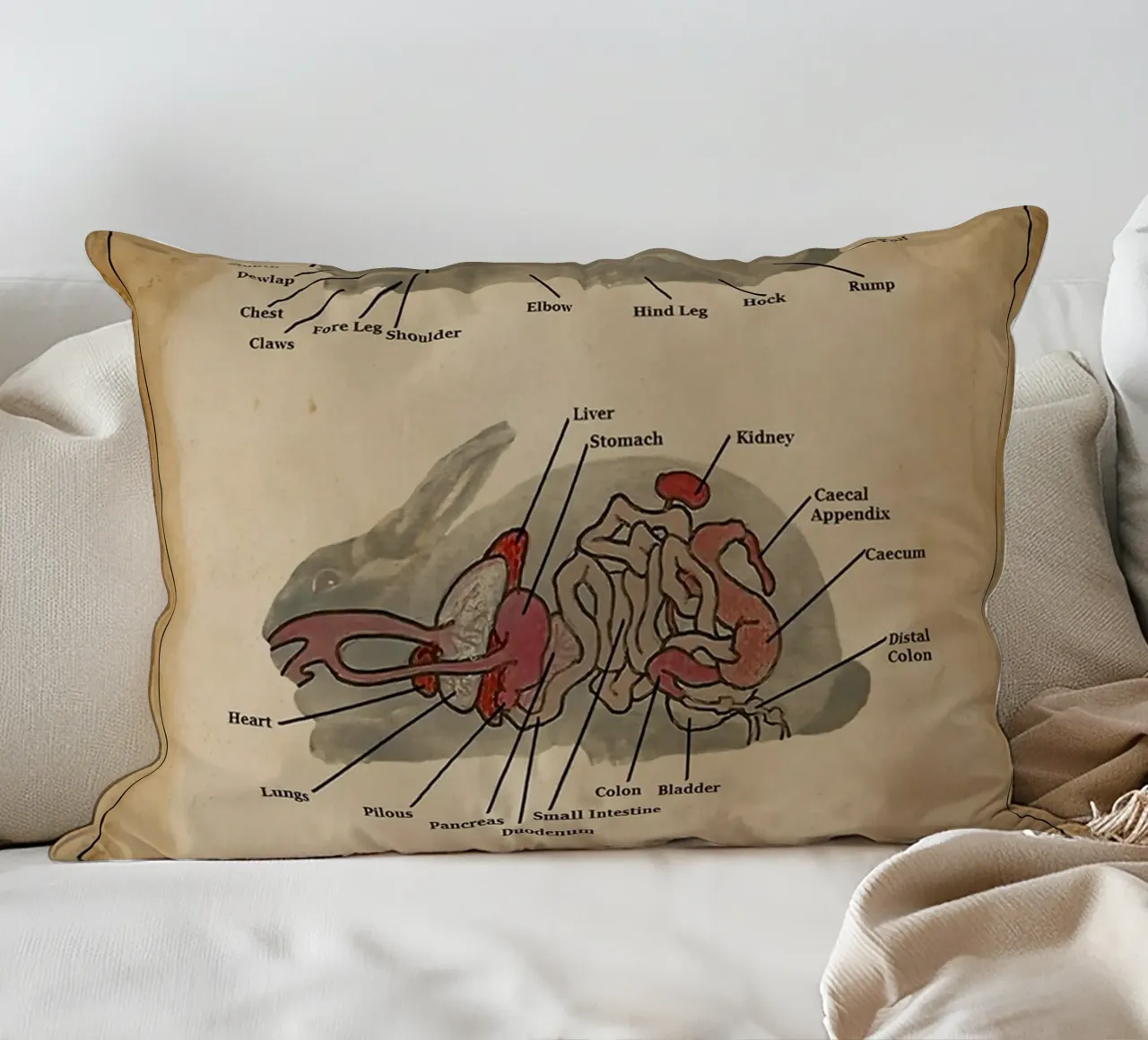 Il poster di Anatomia del coniglio cuscino da Maritiknowled