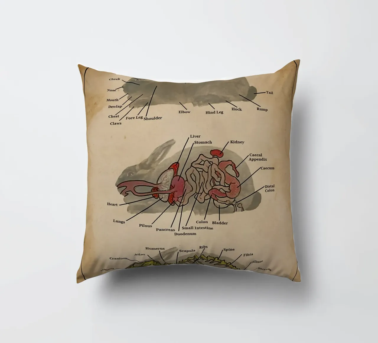 Il poster di Anatomia del coniglio cuscino da Maritiknowled